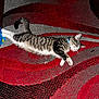 Iris is registered to the contest to win money with this photo: cat, tabby, sleeping, collar, carpet, red, black, gray, pattern, indoor, pet, animal, feline, resting, cute, whiskers, paw, fur, relaxed, domestic