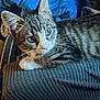 Iris is registered to the contest to win money with this photo: cat, tabby, animal, pet, indoor, feline, resting, cozy, blanket, fabric, whiskers, ears, fur, cute, domestic, closeup, portrait, eyes, relaxed, home