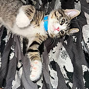 Iris is registered to the contest to win money with this photo: kitten, cat, tabby, blue_collar, paw, whiskers, bed, blanket, patterned_blanket, pet, feline, cute, lying_down, stretching, fur, indoor, animal, young_cat, playful, closeup
