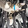 kitten, cat, tabby, blue_collar, paw, whiskers, bed, blanket, patterned_blanket, pet, feline, cute, lying_down, stretching, fur, indoor, animal, young_cat, playful, closeup