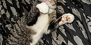Iris is registered to the contest to win money with this photo: blanket, cat, curious, cute, domestic_animal, fur, indoor, mammal, patterned_blanket, paw_pads, pet, pink_nose, playful, resting, striped_fur, tabby_cat, toy, whiskers, white_paws, wide_eyes