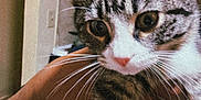 Iris is registered to the contest to win money with this photo: cat, tabby, white_markings, whiskers, close_up, indoor, kitchen, person_hand, curious, pet, animal, feline, domestic_cat, young_cat, ears, nose, eyes, fur, holding, household
