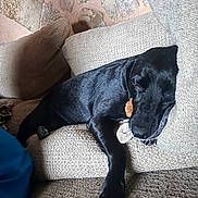 Kiba participe au concours pour gagner de l'argent avec cette photo : dog, black_dog, sleeping, couch, indoor, cozy, pet, resting, paw, toy, stone_wall, beige, texture, relaxation, animal, companion, furniture, home, nap, peaceful