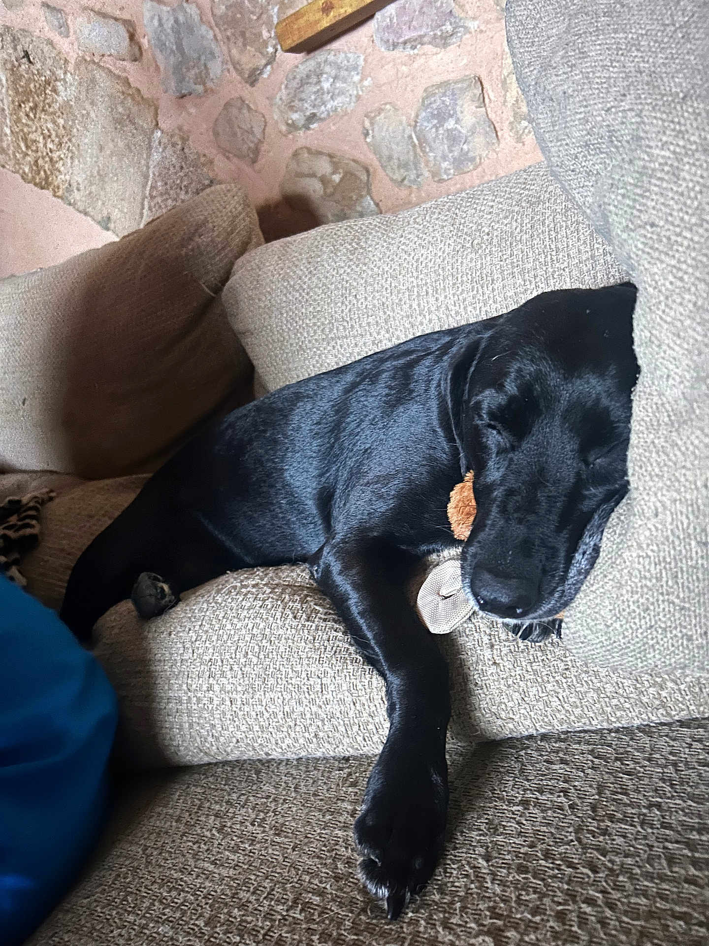 Kiba participe au concours pour gagner de l'argent avec cette photo : dog, black_dog, sleeping, couch, indoor, cozy, pet, resting, paw, toy, stone_wall, beige, texture, relaxation, animal, companion, furniture, home, nap, peaceful