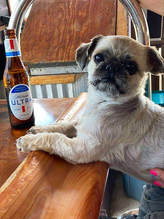 Pookie joined the competition — help win amazing prizes! beer, bottle, carnivore, chair, companion_dog, dog, dog_breed, drink, fawn, flooring, fur, hardwood, pug, snout, table, tableware, terrestrial_animal, varnish, wood, wood_stain