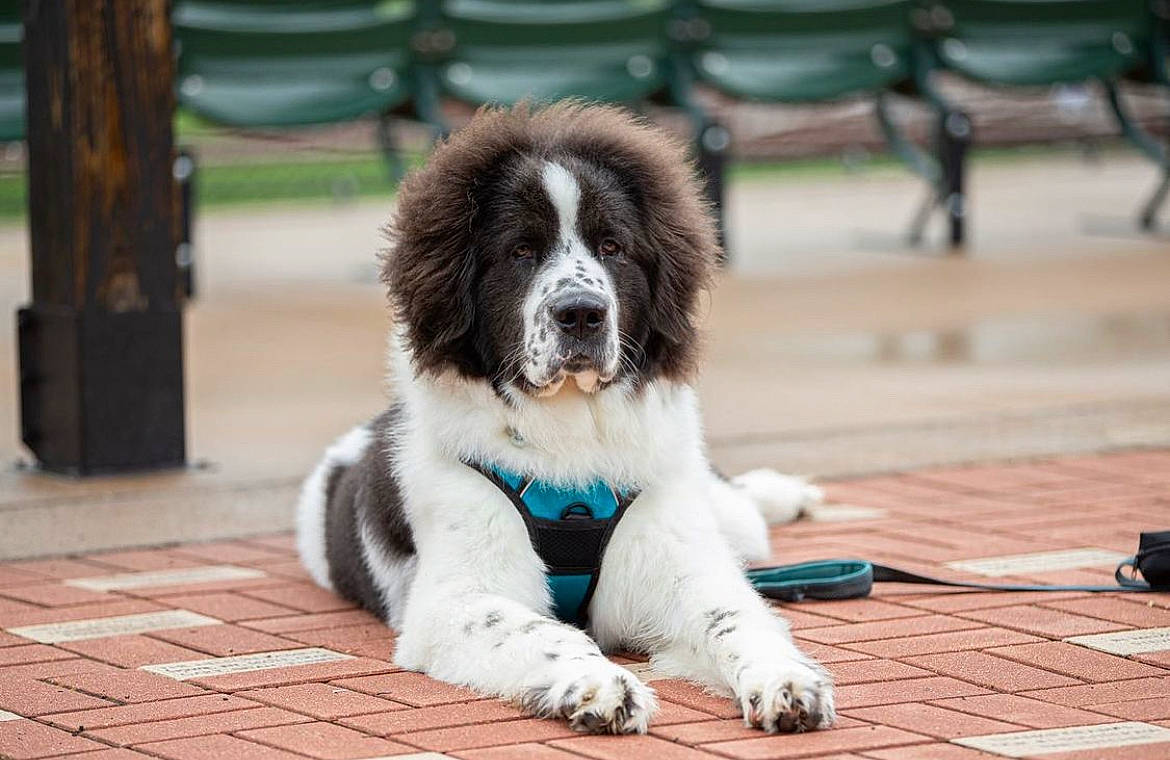 Jett joined the competition — help win amazing prizes! ancient_dog_breeds, canidae, carnivore, companion_dog, dog, dog_breed, flooring, fur, gun_dog, herding_dog, moscow_watchdog, paw, sporting_group, terrestrial_animal, working_dog