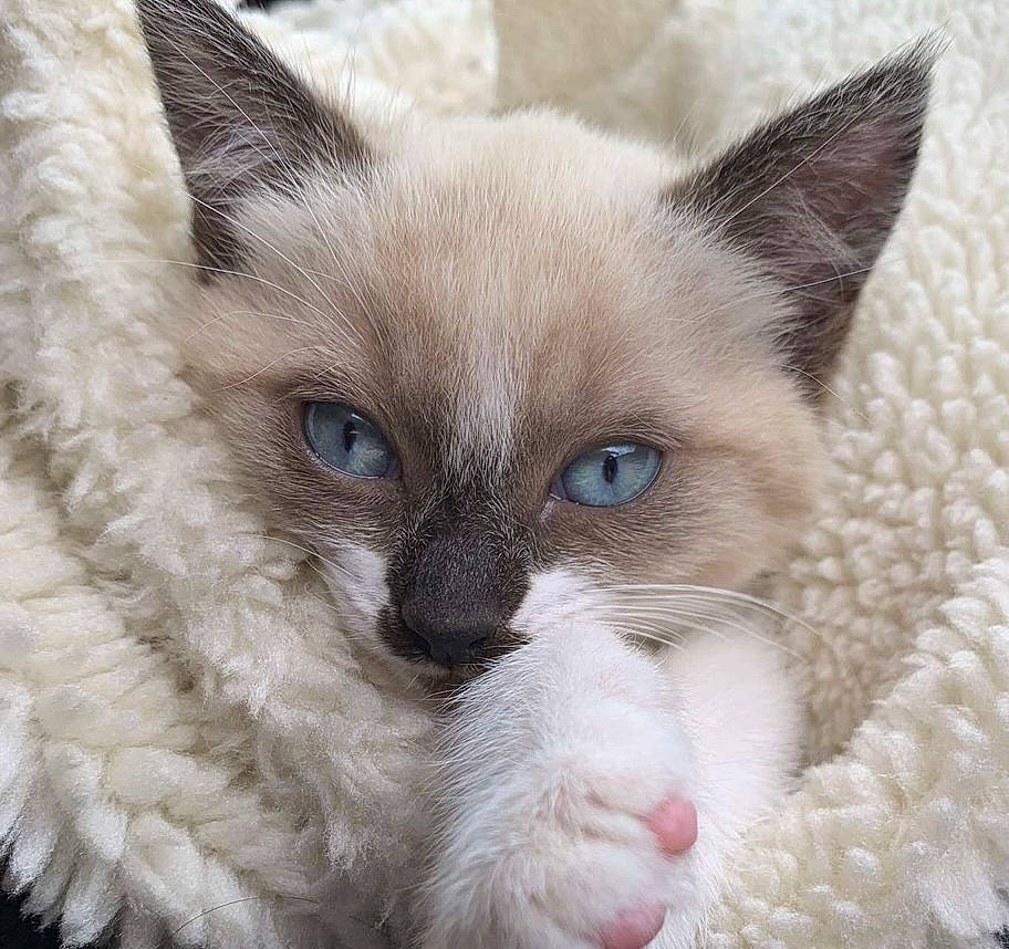 Rya participe au concours pour gagner de l'argent avec cette photo : balinese, birman, carnivore, cat, close_up, comfort, domestic_short_haired_cat, eye, eyelash, fawn, felidae, fur, iris, siamese, small_to_medium_sized_cats, snout, terrestrial_animal, thai, tonkinese, whiskers