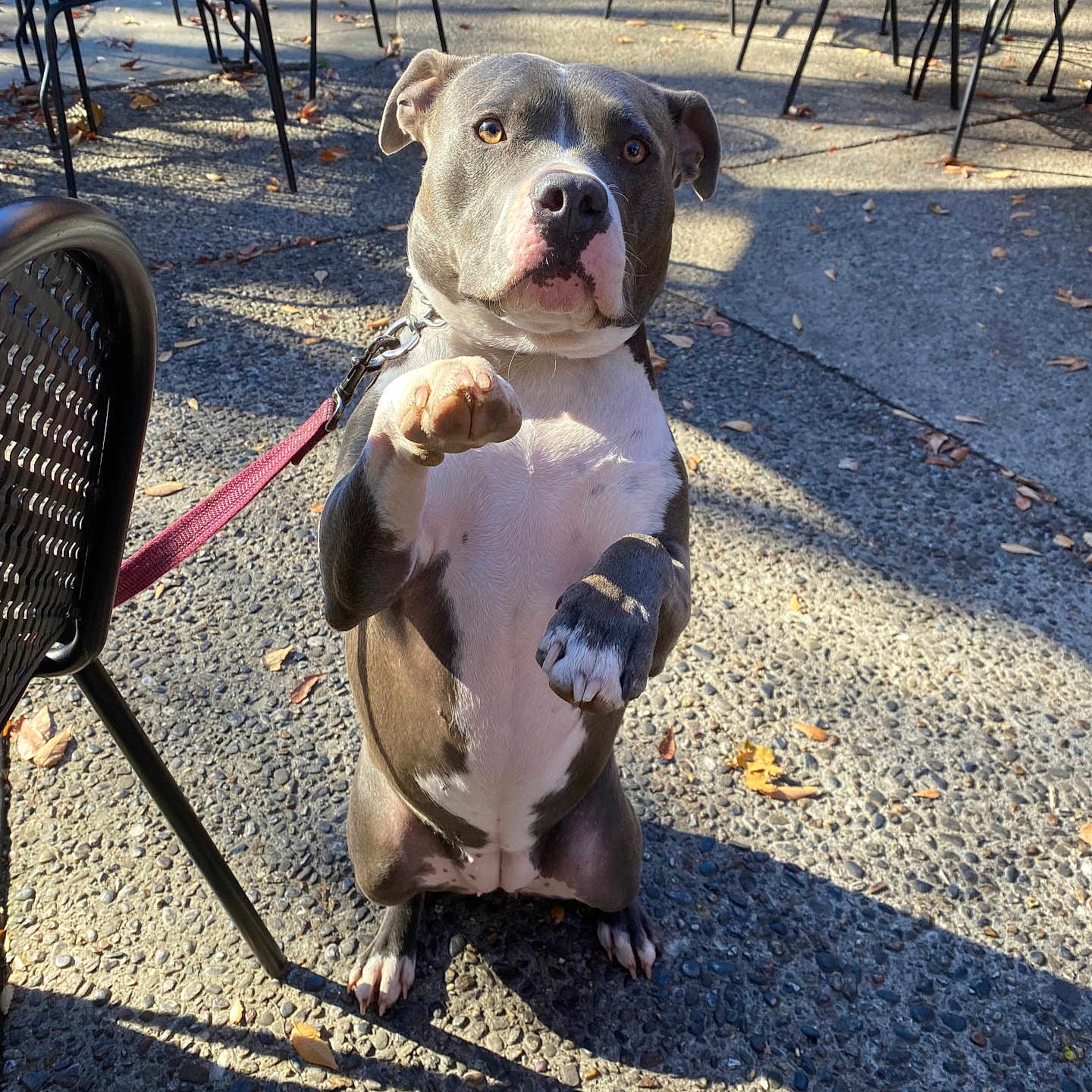 Tillie is registered to the contest to win money with this photo: animal, architecture, building, bulldog, canine, chair, diningtable, dog, face, furniture, grass, head, outdoors, path, pet, pitbull, plant, puppy, shelter, table