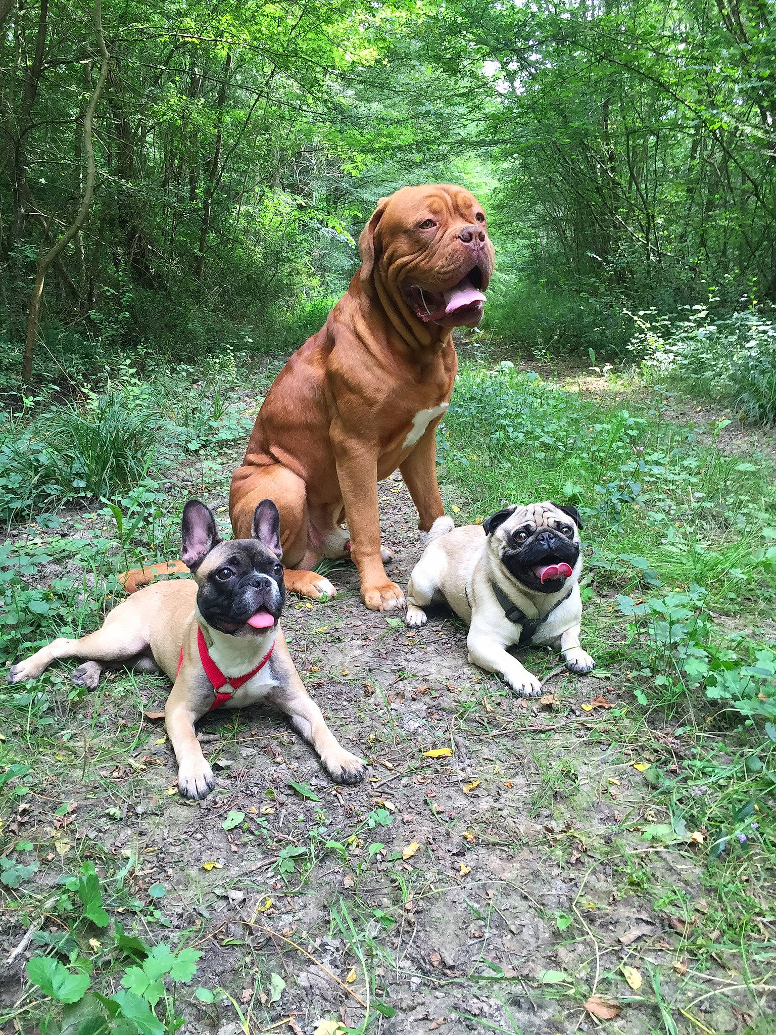 Doug a rejoint le concours — aidez-le/la à gagner de superbes lots ! adventure, boerboel, bulldog, bullmastiff, canidae, carnivore, companion_dog, dog, dog_breed, dorset_olde_tyme_bulldogge, english_mastiff, fawn, mammal, non_sporting_group, perro_de_presa_mallorquin, rare_breed_dog, vertebrate