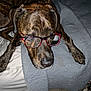 accessory, animal, bed, brindle, canine, closeup, dog, ears, funny, fur, glasses, gray, indoor, laying, paw, pet, portrait, quilt, resting, snout