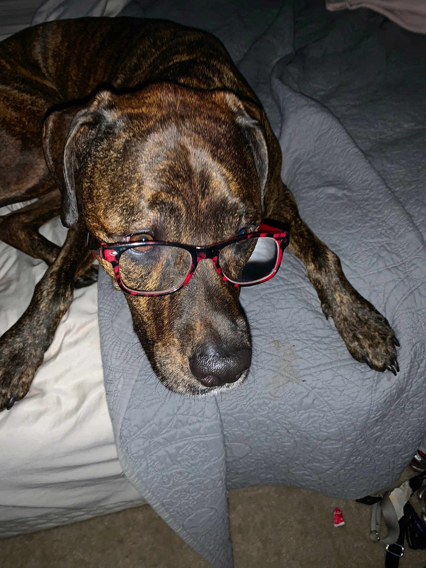 Zoie joined the competition — help win amazing prizes! accessory, animal, bed, brindle, canine, closeup, dog, ears, funny, fur, glasses, gray, indoor, laying, paw, pet, portrait, quilt, resting, snout
