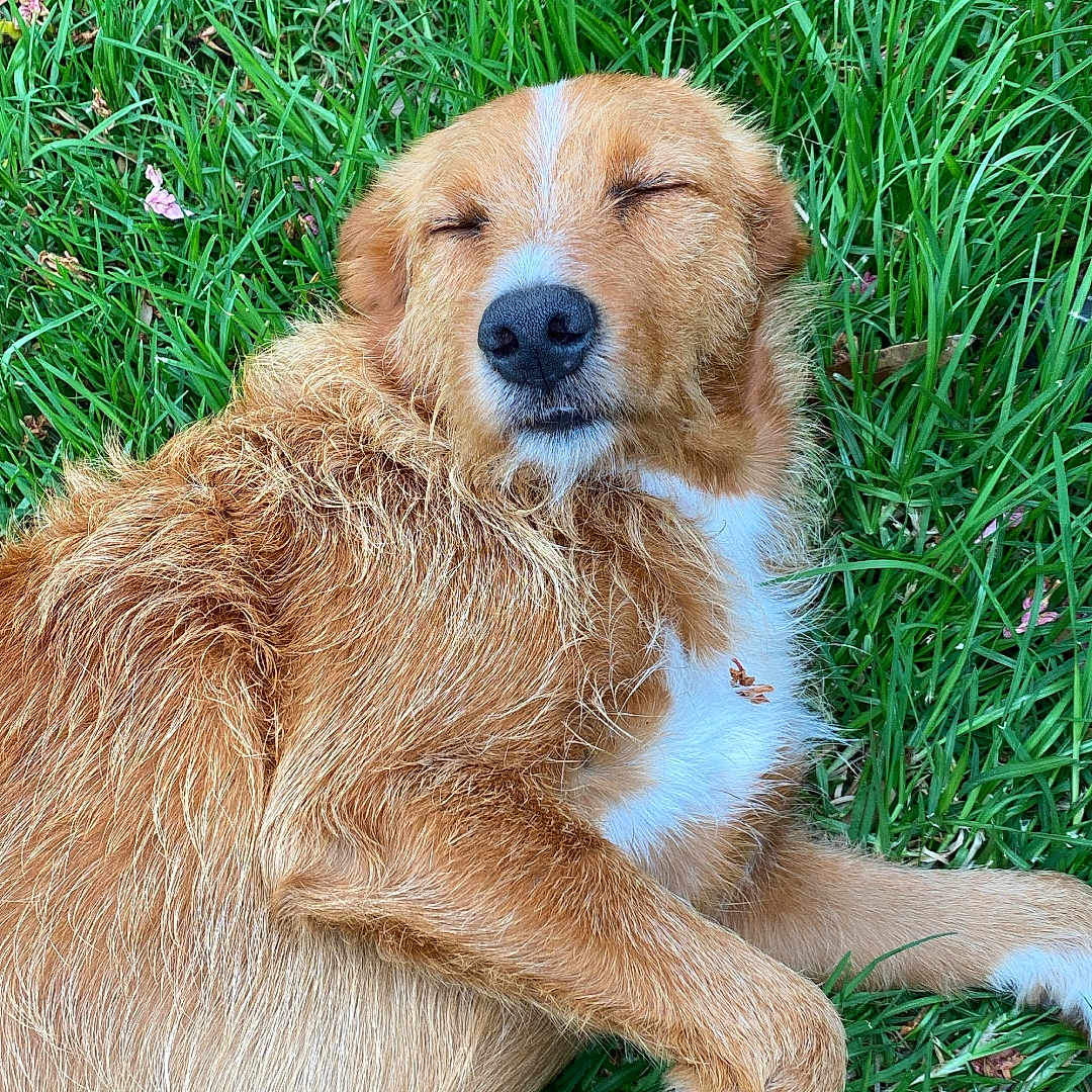 Pepinot participe au concours pour gagner de l'argent avec cette photo : animal, ball, canine, dog, field, football, goldenretriever, grass, grassland, green, lawn, nature, outdoors, pet, plant, puppy, soccer, soccerball, sport, terrier