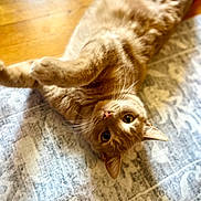 Muffin is registered to the contest to win money with this photo: animal, cat, cute, domestic_animal, ears, eyes, feline, floor, fur, ginger_cat, indoor, mammal, patterned_rug, pet, playful, relaxed, rug, stretching, whiskers, wooden_floor