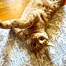animal, cat, cute, domestic_animal, ears, eyes, feline, floor, fur, ginger_cat, indoor, mammal, patterned_rug, pet, playful, relaxed, rug, stretching, whiskers, wooden_floor