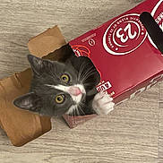 War joined the competition — help win amazing prizes! kitten, cat, cardboard_box, floor, curious, pet, indoor, paw, gray_cat, white_cat, playful, cute, animal, young_cat, looking_up, wide_eyes, whiskers, feline, house_pet, box