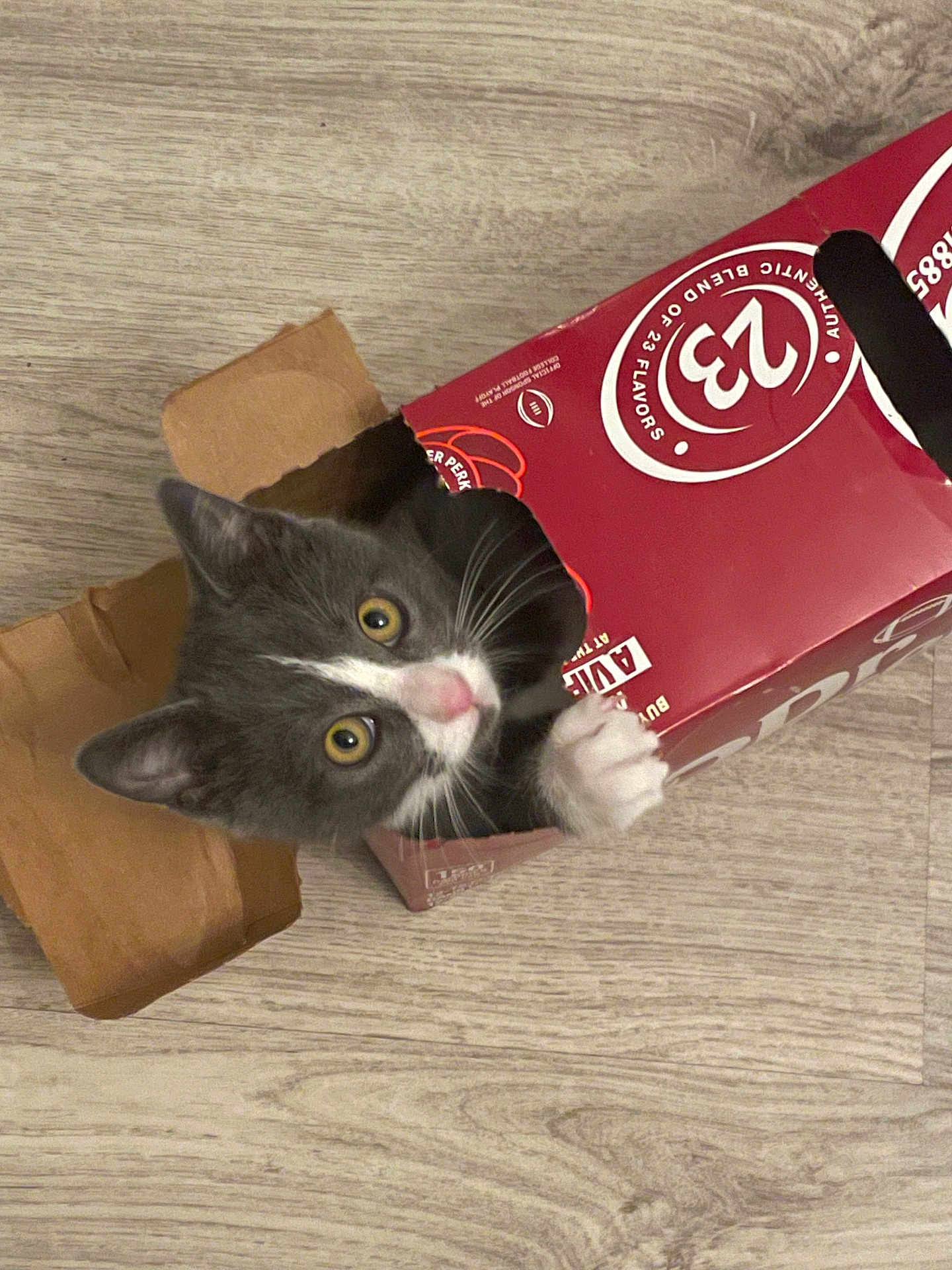 War joined the competition — help win amazing prizes! kitten, cat, cardboard_box, floor, curious, pet, indoor, paw, gray_cat, white_cat, playful, cute, animal, young_cat, looking_up, wide_eyes, whiskers, feline, house_pet, box