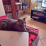 Totoche participe au concours pour gagner de l'argent avec cette photo : books, bookshelf, bottles, cat, cds, cushion, electronics, feline, floor_tiles, fur, gray_cat, home, indoor, living_room, paws, pet, red_cushion, relaxing, table, tv