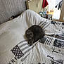 bed, bedspread, cat, cozy, curtains, domestic, feline, gray_cat, home, indoor, natural_light, patterned_bedding, peaceful, quiet, radiator, relaxation, resting, sleeping, table, window