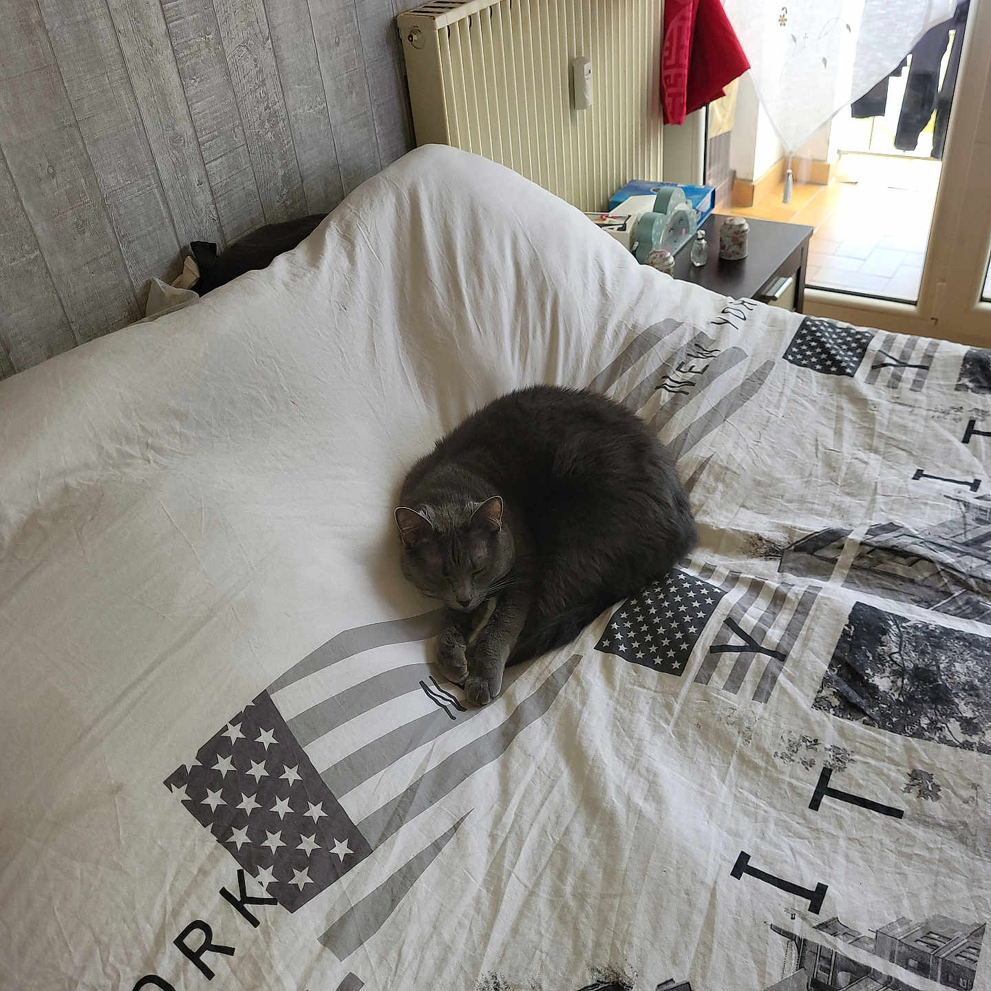 Totoche participe au concours pour gagner de l'argent avec cette photo : bed, bedspread, cat, cozy, curtains, domestic, feline, gray_cat, home, indoor, natural_light, patterned_bedding, peaceful, quiet, radiator, relaxation, resting, sleeping, table, window