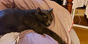 Totoche a rejoint le concours — aidez-le/la à gagner de superbes lots ! animal, bed, blanket, cat, comfort, cozy, domestic_cat, fabric, furniture, gray_cat, home, indoor, pillow, relaxed, resting, room, sleepy, soft, television, wooden_bedpost