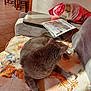 blanket, cat, couch, cozy, floor_tiles, furniture, gray_cat, home, indoor, kitten_illustration, laptop, newspaper, pet, pillow, relaxing, shadow, sunlight, table, wall, wooden_chair
