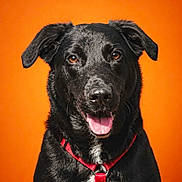 Bella a rejoint le concours — aidez-le/la à gagner de superbes lots ! dog, black_dog, portrait, close_up, happy, smiling, tongue_out, floppy_ears, brown_eyes, black_fur, red_harness, pet, animal, studio, orange_background, centered, front_facing, sitting, photography, canine