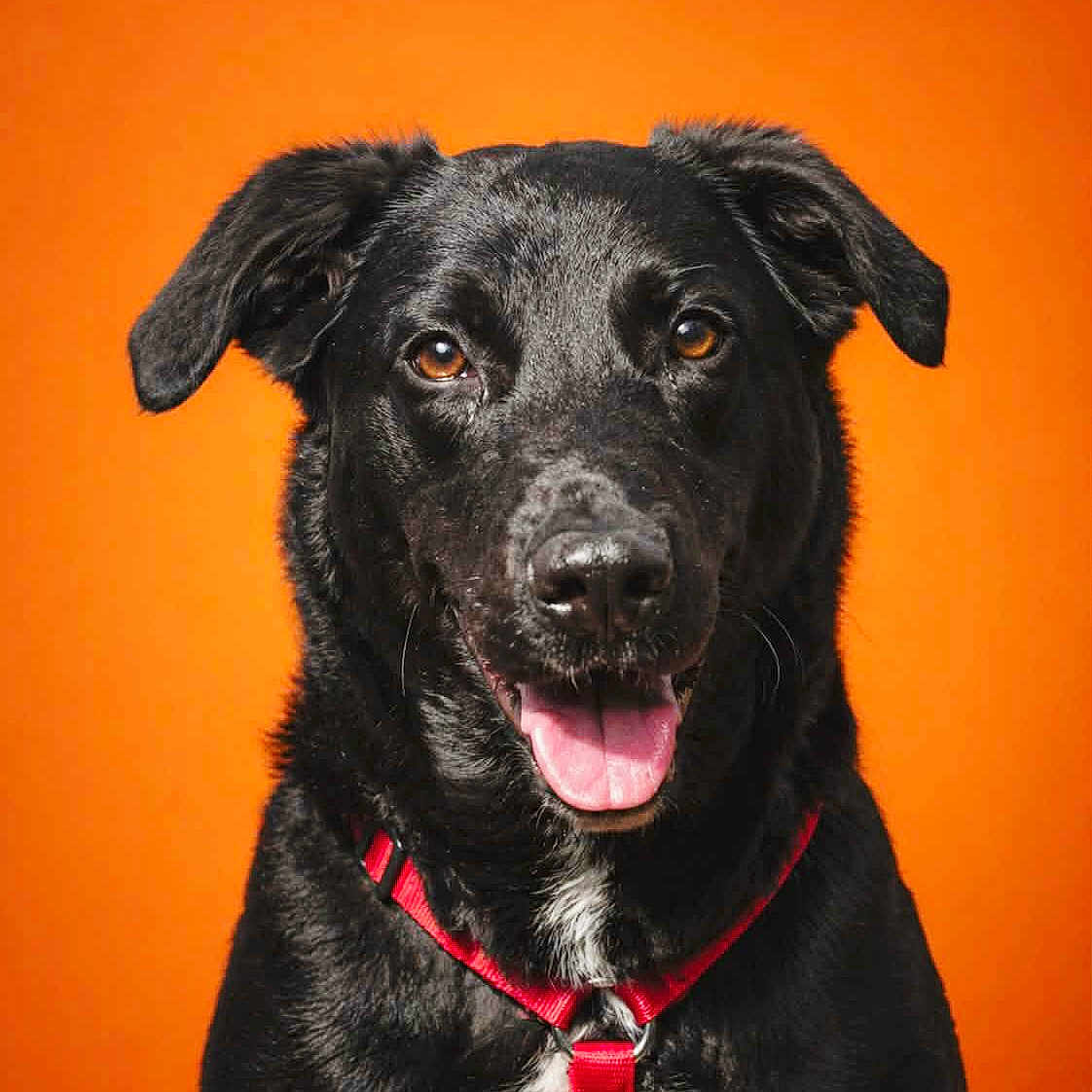 Bella a rejoint le concours — aidez-le/la à gagner de superbes lots ! dog, black_dog, portrait, close_up, happy, smiling, tongue_out, floppy_ears, brown_eyes, black_fur, red_harness, pet, animal, studio, orange_background, centered, front_facing, sitting, photography, canine