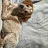 dog, puppy, brown, white, speckled, floppy_ears, blanket, couch, indoor, pet, animal, resting, cute, fur, looking, cozy, soft_texture, relaxed, portrait, companion