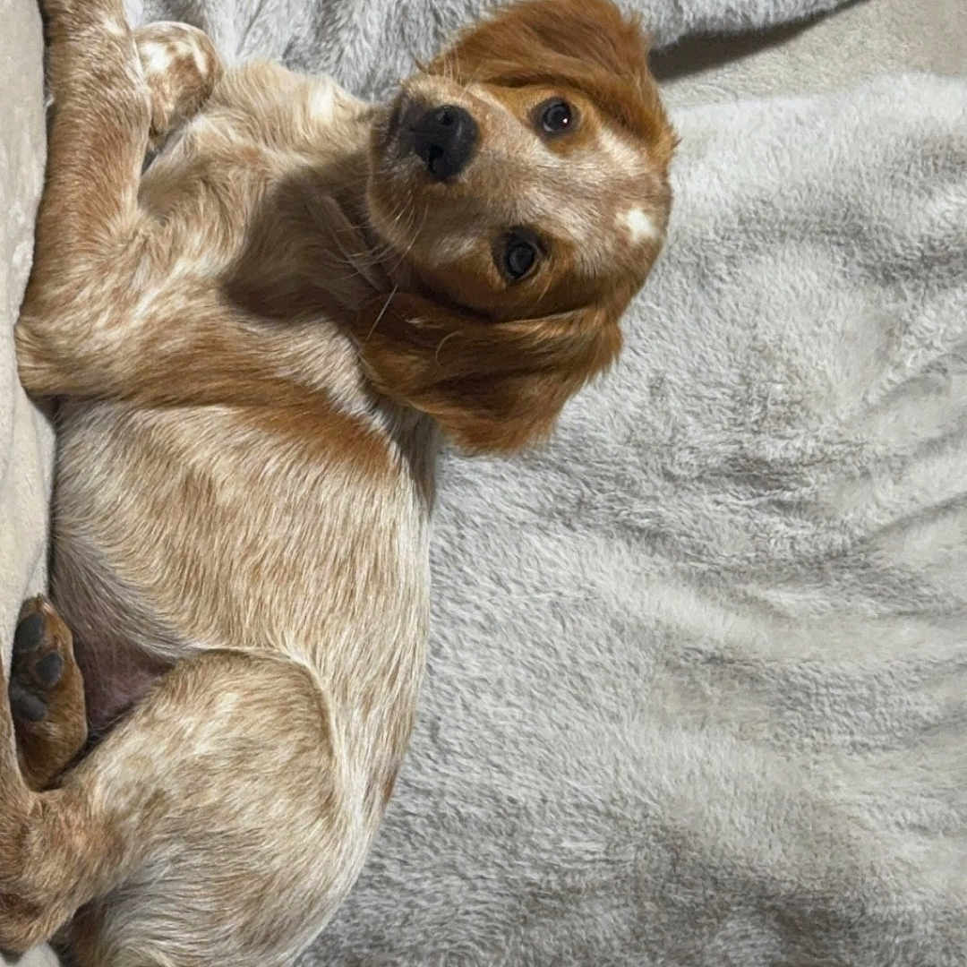 Blanco participe au concours pour gagner de l'argent avec cette photo : animal, blanket, brown, companion, couch, cozy, cute, dog, floppy_ears, fur, indoor, looking, pet, portrait, puppy, relaxed, resting, soft_texture, speckled, white