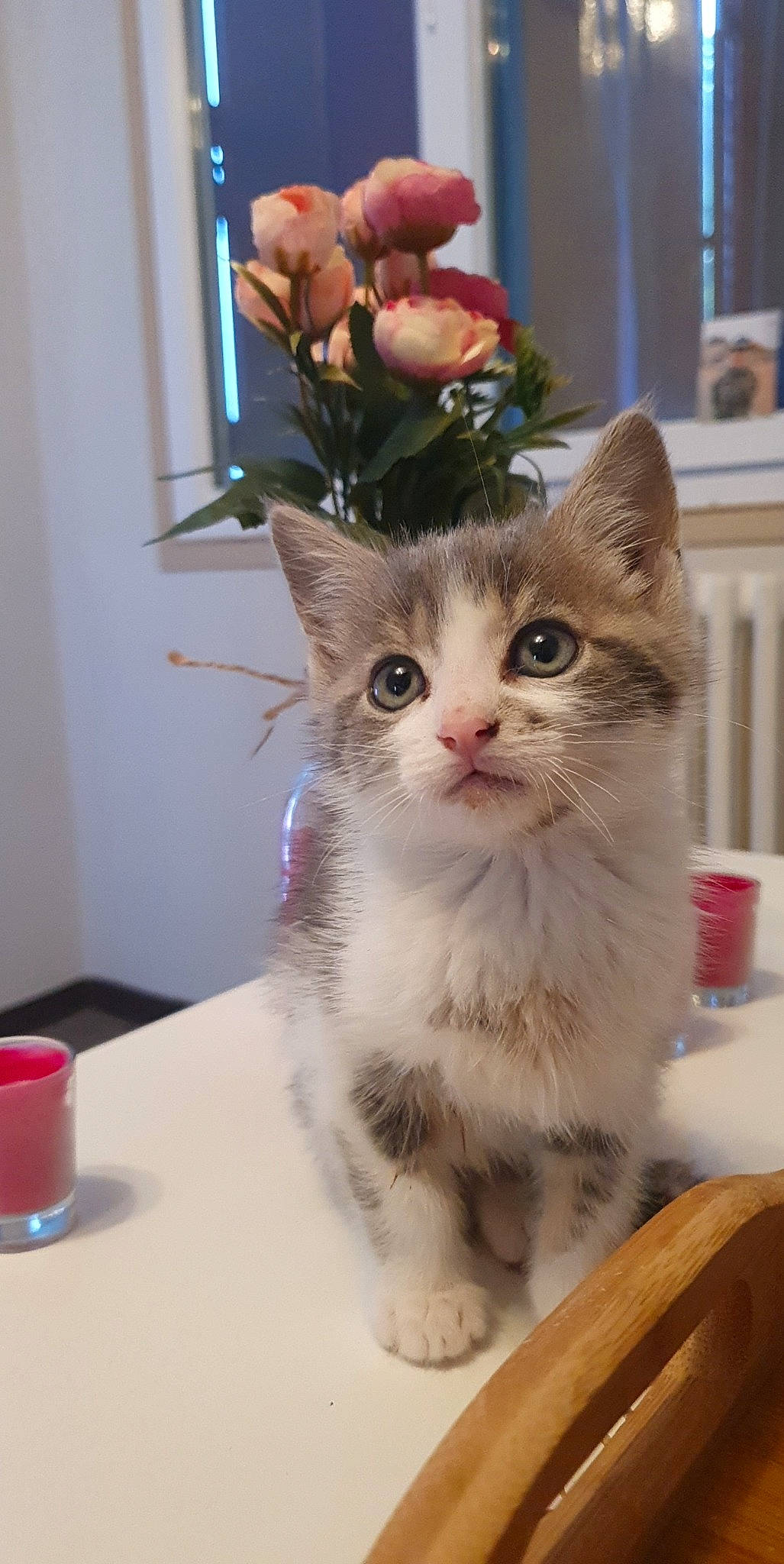 Tartiflette a rejoint le concours — aidez-le/la à gagner de superbes lots ! box, carnivore, cat, claw, domestic_short_haired_cat, fawn, felidae, flower, fur, paw, petal, picture_frame, plant, small_to_medium_sized_cats, snout, table, tail, whiskers, window, wood