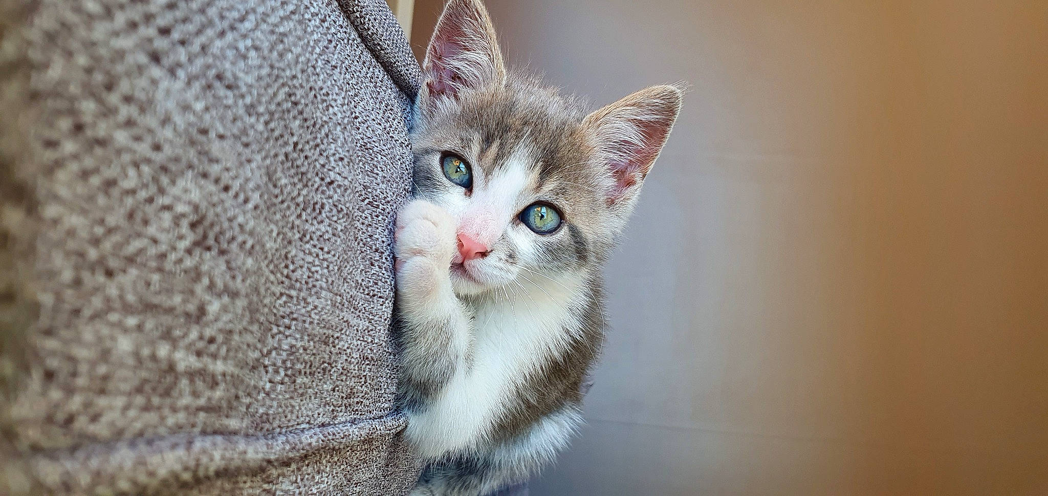 Tartiflette participe au concours pour gagner de l'argent avec cette photo : carnivore, cat, claw, collar, domestic_short_haired_cat, eye, eyelash, fawn, felidae, fur, human_body, paw, small_to_medium_sized_cats, snout, tail, whiskers, wildlife, window, woolen, woven_fabric