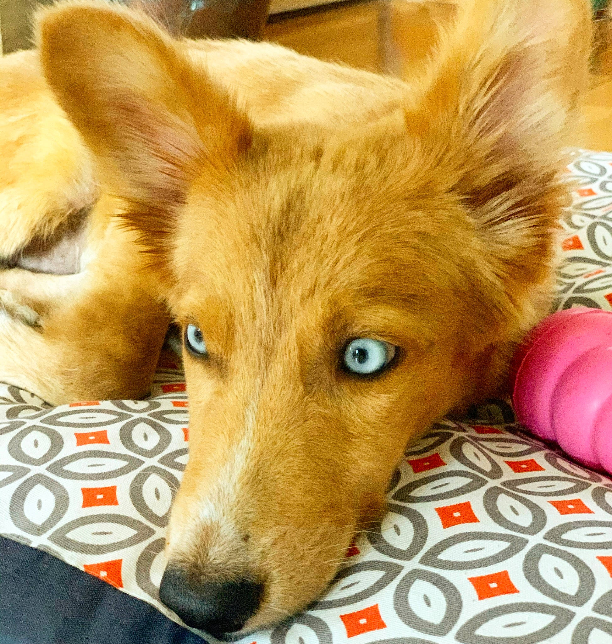 Picolo participe au concours pour gagner de l'argent avec cette photo : canidae, carnivore, carolina_dog, companion_dog, dog, dog_breed, ear, eye, fawn, fur, mammal, nose, pembroke_welsh_corgi, puppy, snout, street_dog, vertebrate, welsh_corgi, whiskers