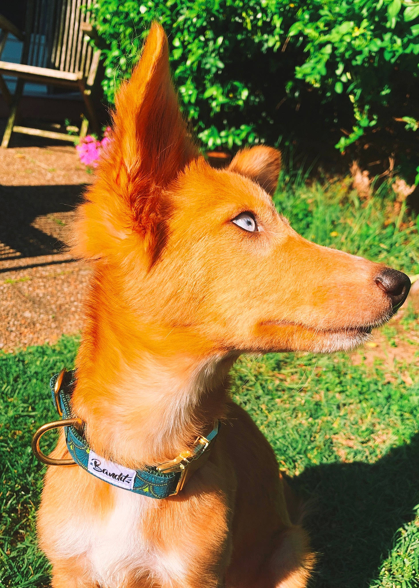 Picolo participe au concours pour gagner de l'argent avec cette photo : canidae, carnivore, carolina_dog, companion_dog, dog, dog_breed, fawn, ibizan_hound, mammal, portuguese_podengo, snout, vertebrate