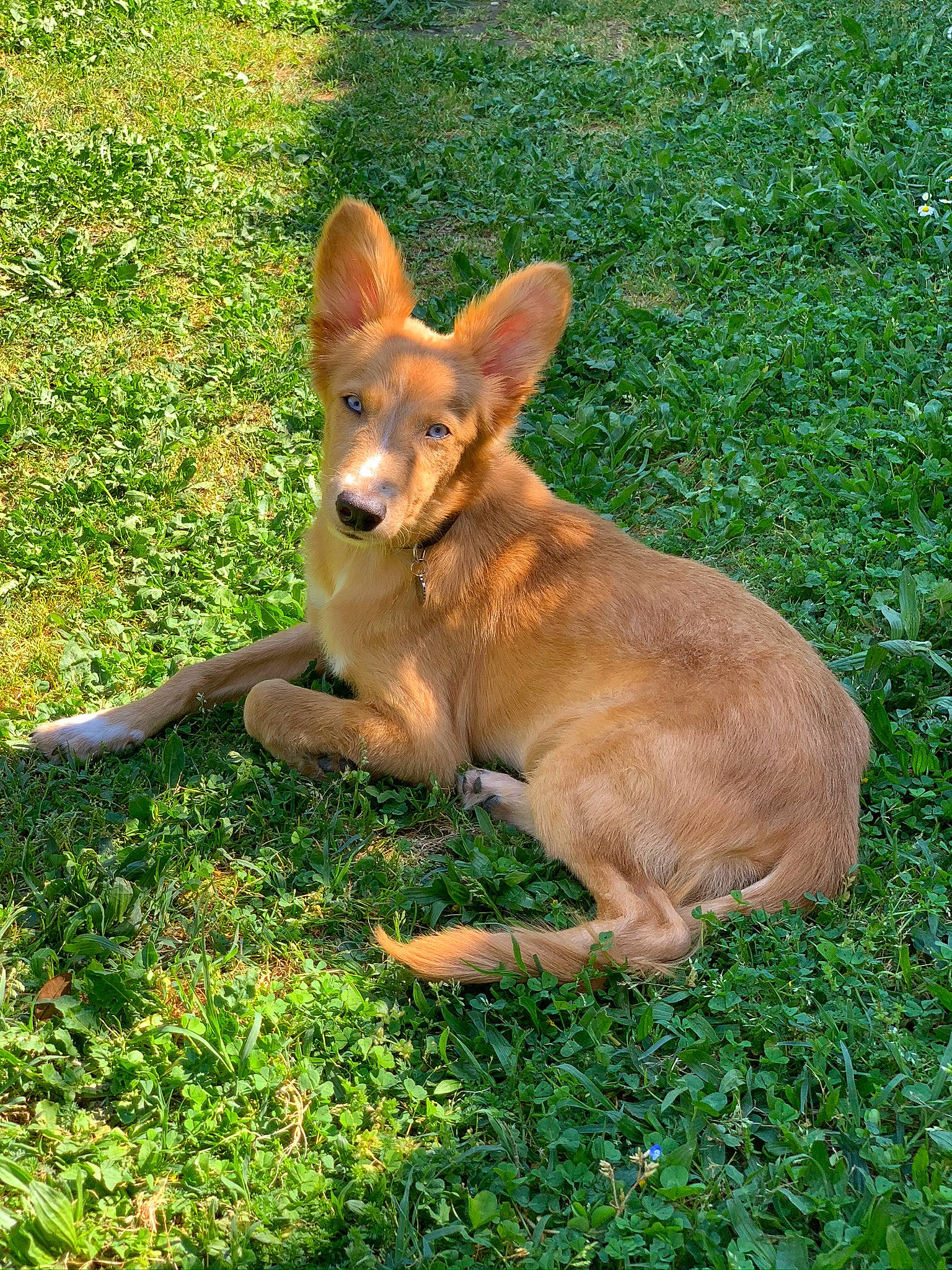 Picolo a rejoint le concours — aidez-le/la à gagner de superbes lots ! canidae, carnivore, carolina_dog, dog, dog_breed, fawn, grass, mammal, vertebrate, wildlife