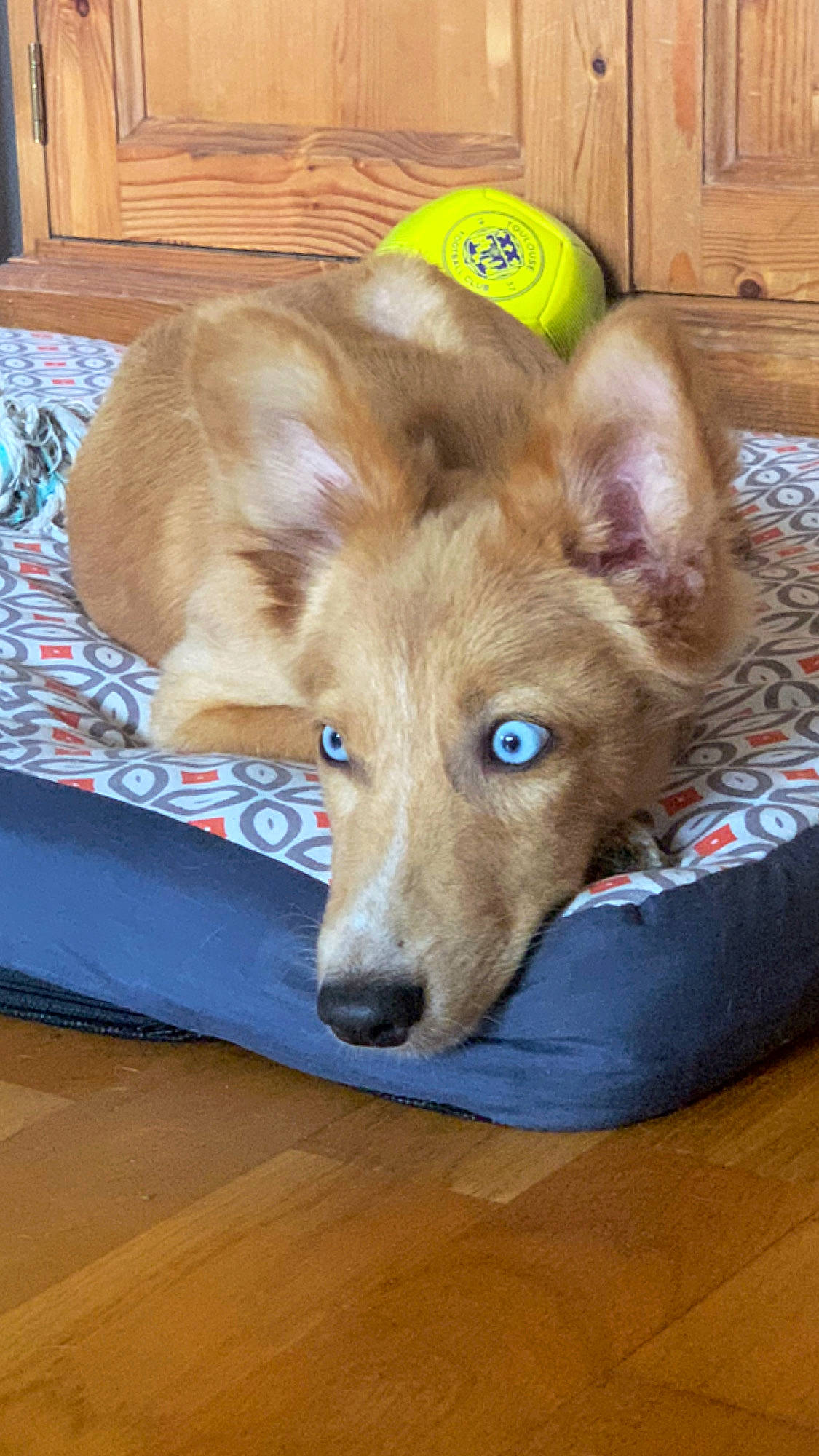 Picolo a rejoint le concours — aidez-le/la à gagner de superbes lots ! basque_shepherd_dog, canidae, carnivore, carolina_dog, companion_dog, dog, dog_breed, fawn, floor, flooring, mammal, nova_scotia_duck_tolling_retriever, snout, sporting_group, vertebrate, whiskers