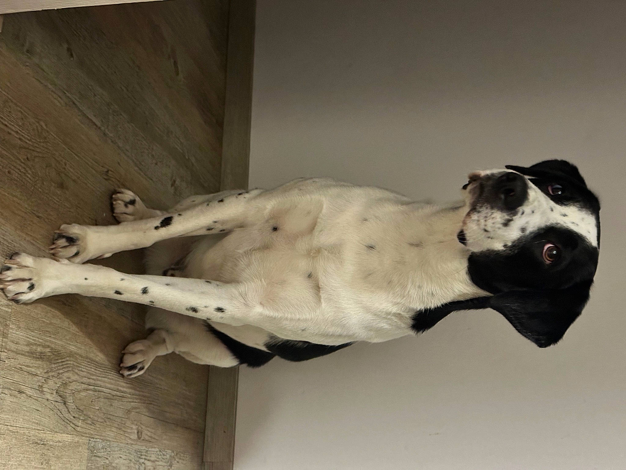 Nalo a rejoint le concours — aidez-le/la à gagner de superbes lots ! art, artifact, building, classical_sculpture, companion_dog, dog, dog_breed, door, fur, metal, monochrome, monochrome_photography, non_sporting_group, plaster, sculpture, statue, tail, visual_arts, wood, working_animal