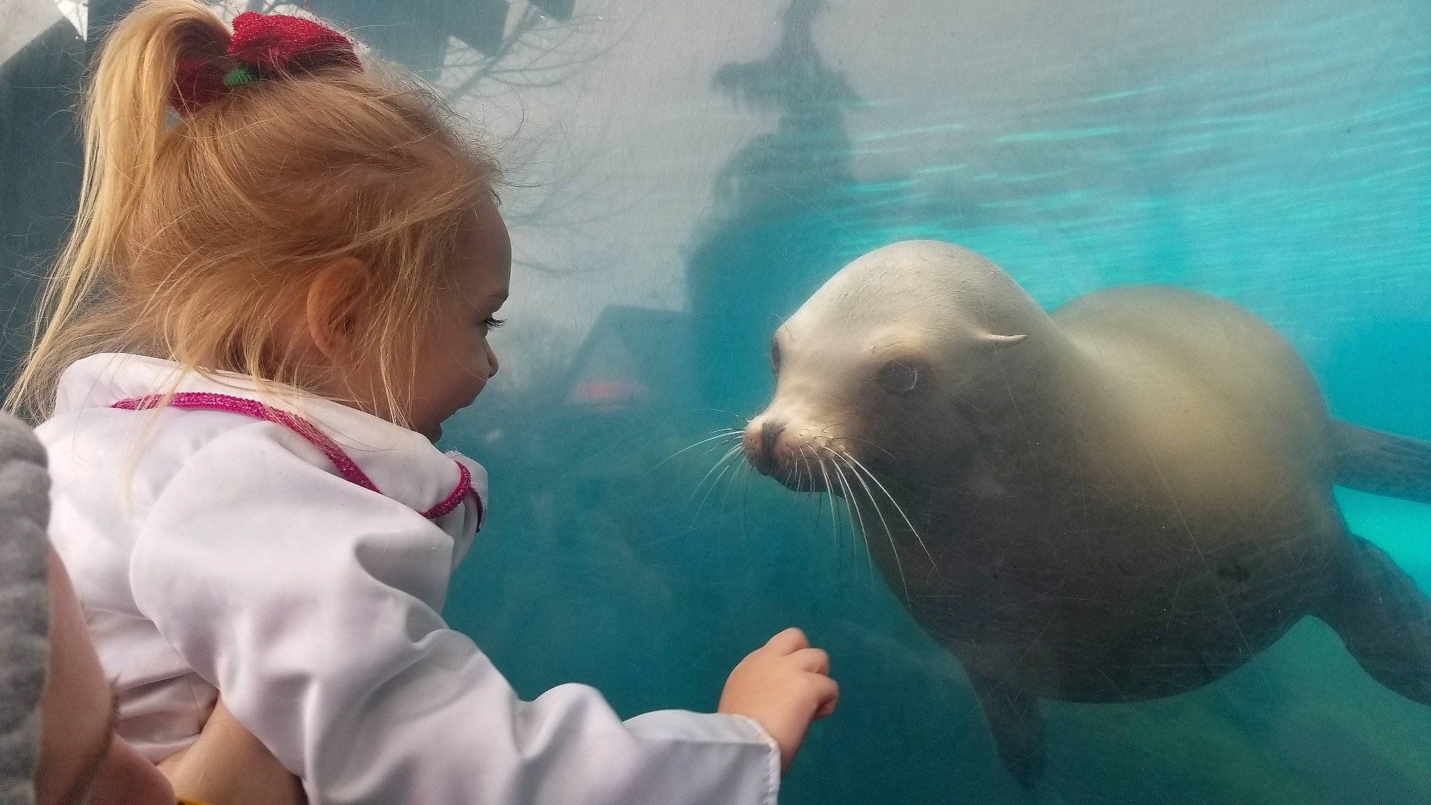 Taliah is registered to the contest to win money with this photo: aquarium, bearded_seal, curious, fin, fun, happy, leisure, mammal, marine_biology, marine_mammal, organism, person, photograph, seal, smile, snapshot, terrestrial_animal, toddler, vacation, water
