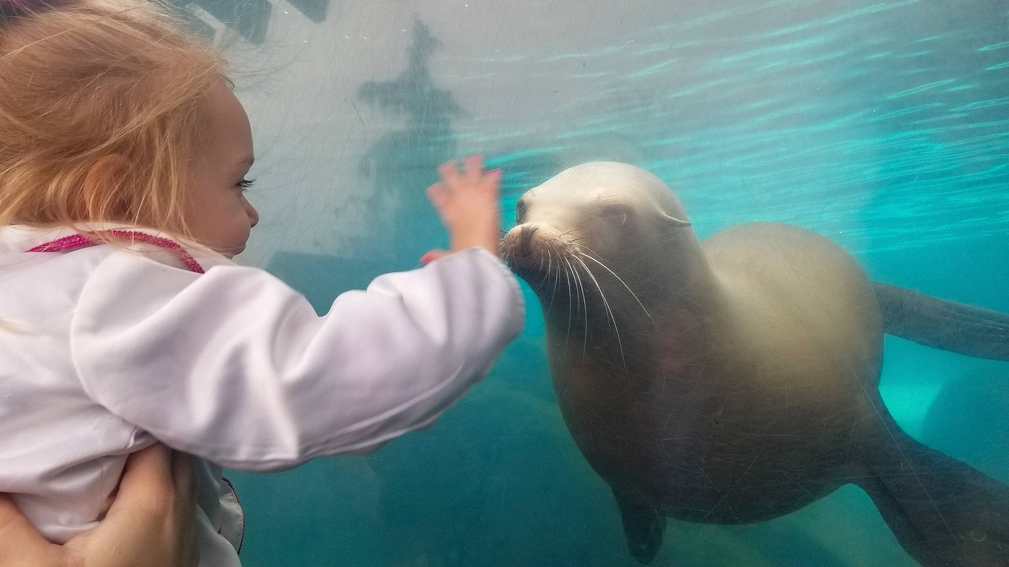 Taliah is registered to the contest to win money with this photo: adaptation, animal_training, aquarium, cetacea, curious, fin, gesture, happy, leisure, marine_biology, marine_mammal, ocean, organism, person, seal, smile, terrestrial_animal, toddler, water, wildlife