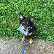 Tex joined the competition — help win amazing prizes! puppy, dog, leash, bandana, grass, sidewalk, outdoor, pet, black_dog, tan_markings, curious, sitting, young_dog, canine, cute, animal, nature, summer, playful, companion