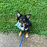 puppy, dog, leash, bandana, grass, sidewalk, outdoor, pet, black_dog, tan_markings, curious, sitting, young_dog, canine, cute, animal, nature, summer, playful, companion