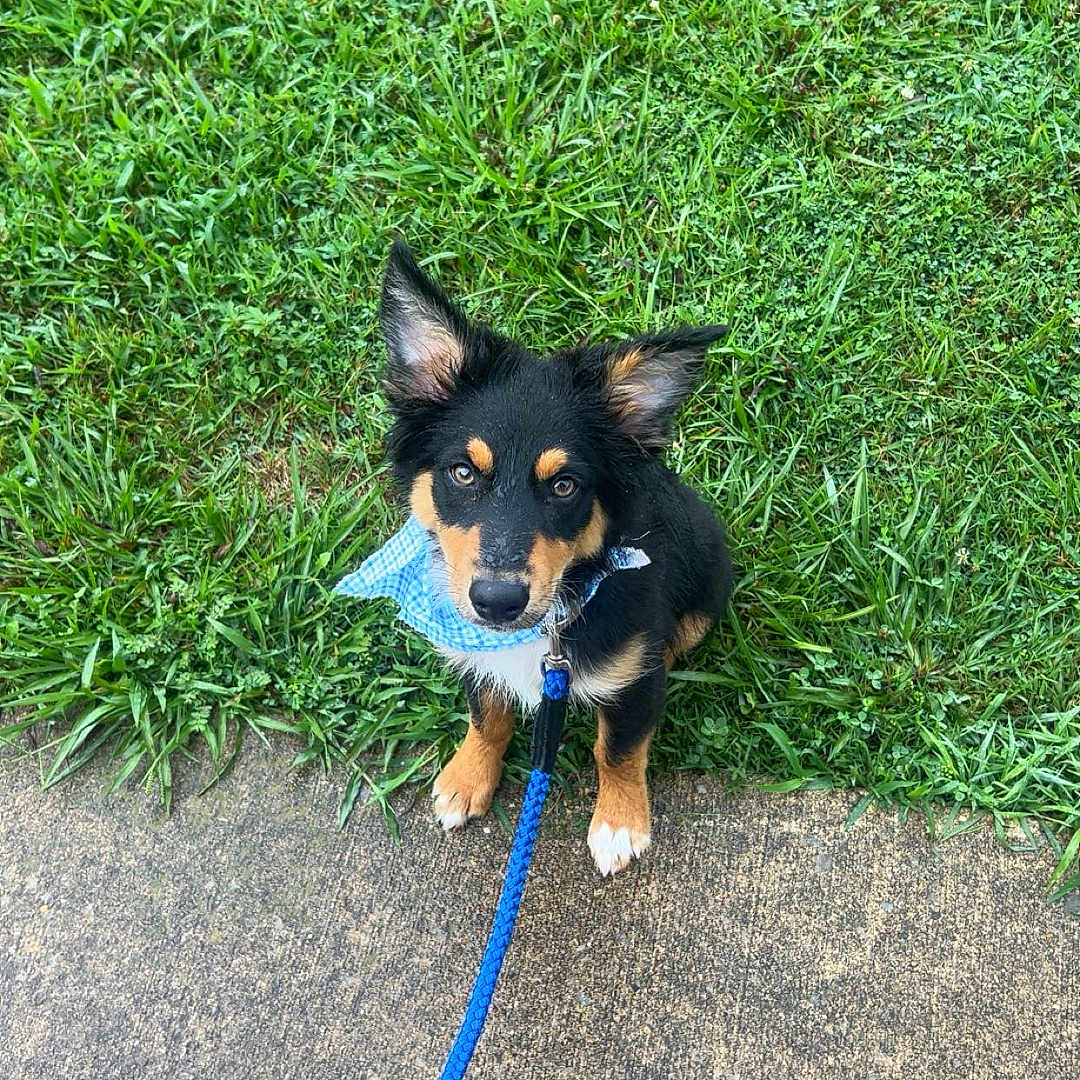 Tex