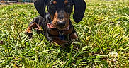 Nash is registered to the contest to win money with this photo: dog, puppy, dachshund, grass, outdoor, sunny, blue_sky, clouds, building, pet, animal, collar, cute, closeup, nature, young, lying_down, greenery, daylight, portrait