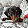 Nash joined the competition — help win amazing prizes! dog, puppy, dachshund, pet, bed, cozy, cute, black_and_tan, animal, indoor, car_interior, texture, soft, looking_up, close_up, young_dog, adorable, resting, snout, ears