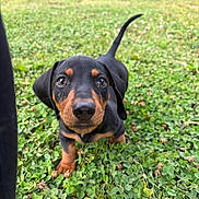 Nash is registered to the contest to win money with this photo: puppy, dog, dachshund, black_and_tan, grass, clover, outdoor, animal, pet, young, cute, small, floppy_ears, tail, nature, close_up, curious, walking, greenery, daylight