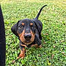 puppy, dog, dachshund, black_and_tan, grass, clover, outdoor, animal, pet, young, cute, small, floppy_ears, tail, nature, close_up, curious, walking, greenery, daylight