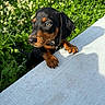 Nash joined the competition — help win amazing prizes! puppy, dog, black_and_tan, curious, outdoor, grass, flowers, sunlight, shadow, pet, young_dog, nature, animal, small_puppy, playful, close_up, looking_away, summer, daylight, adorable