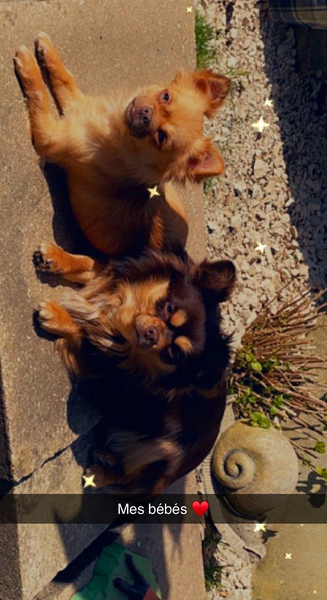 Saïan a rejoint le concours — aidez-le/la à gagner de superbes lots ! carnivore, companion_dog, dog, dog_breed, fawn, felidae, fur, mammal, paw, pomeranian, shadow, spitz, street_dog, tail, terrestrial_animal, toy_dog, vertebrate, whiskers, wood, working_animal