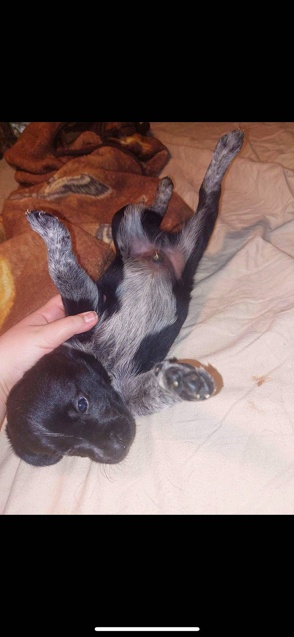 Cash is registered to the contest to win money with this photo: canidae, carnivore, claw, comfort, companion_dog, dog, dog_breed, ear, fawn, flooring, foot, fur, gesture, paw, snout, sporting_group, tail, whiskers, wood, working_animal