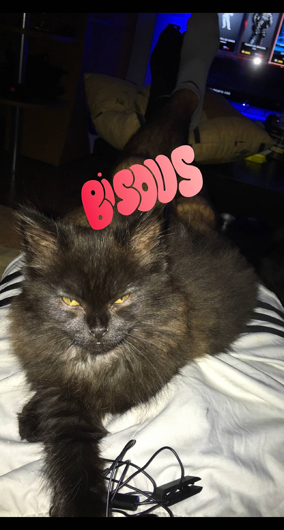 Elvira a rejoint le concours — aidez-le/la à gagner de superbes lots ! black_cat, carnivore, cat, claw, domestic_short_haired_cat, fawn, felidae, fur, paw, photo_caption, sitting, small_to_medium_sized_cats, snout, tail, terrestrial_animal, whiskers