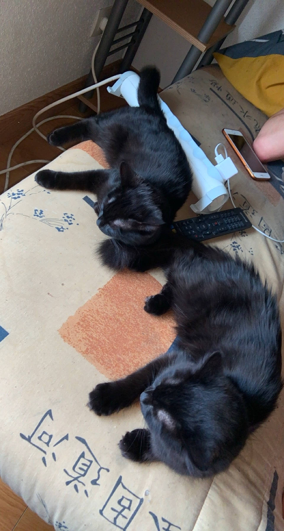 Elvira a rejoint le concours — aidez-le/la à gagner de superbes lots ! black_cat, bombay, carnivore, cat, claw, comfort, dog_breed, domestic_short_haired_cat, felidae, flooring, fur, gesture, hardwood, kitchen_utensil, nail, paw, small_to_medium_sized_cats, snout, tail, whiskers